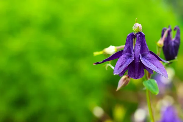 Aquilegia lila tavaszi kert — Stock Fotó
