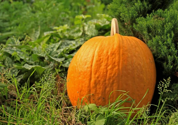 Abóbora laranja no jardim de verão — Fotografia de Stock