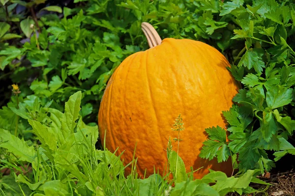 Abóbora laranja no jardim de verão — Fotografia de Stock