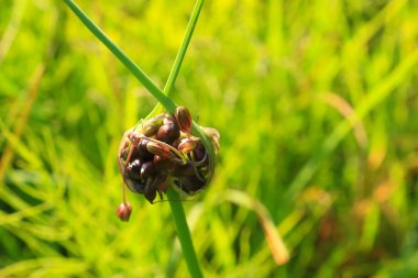 Yeşil bir alanda Allium oleraceum