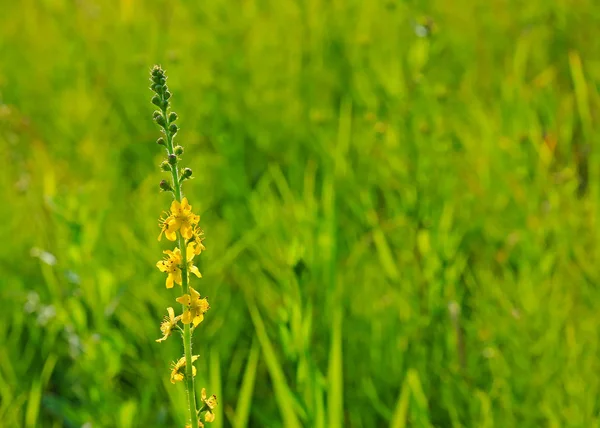 Gul blomma på ett grönt fält — Stockfoto