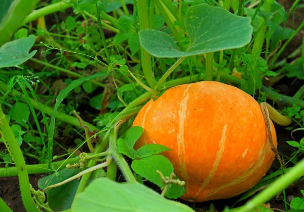 Liten apelsin pumpa växer i trädgården — Stockfoto