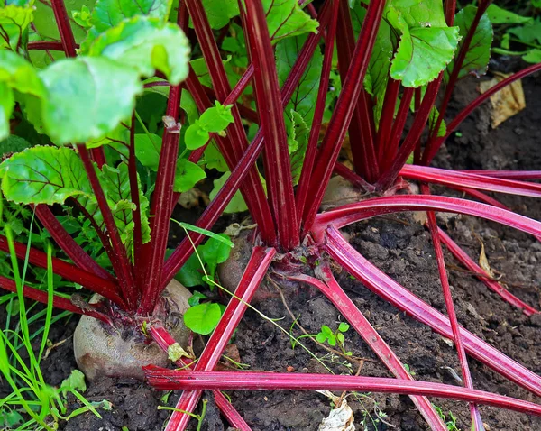 Burak w ogród warzywny — Zdjęcie stockowe