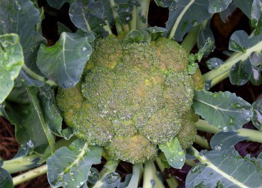 Sebze yatağında büyüyen brokoli