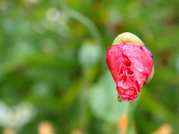 Ung vallmo blomma i trädgården — Stockfoto