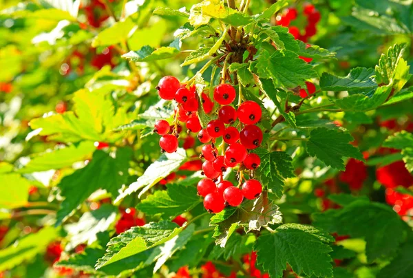 정원에 있는 잘 익은 붉은 고깃가지 — 스톡 사진