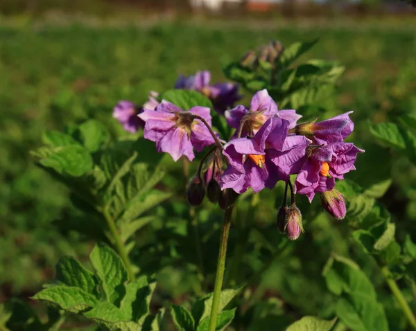 Fiori viola di patata — Foto Stock