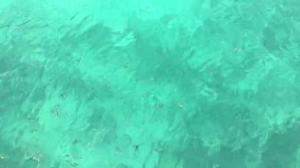 アズールウォーターでカラフルな魚と波紋表面熱帯海 魚の学校は オープン海で食べ物のために熱心に戦っています コンセプトアドベンチャーと休暇 上からの眺め — ストック動画
