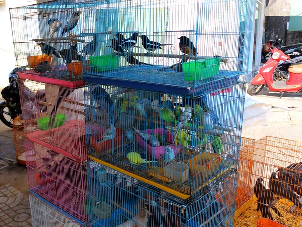Oiseaux en cage à vendre en Asie — Photo