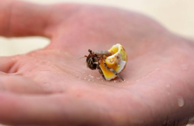 Erkek avuç içi hermit yengeç