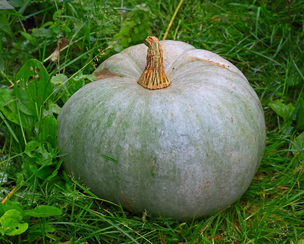 Pumpkin on green grass — Stock Photo, Image