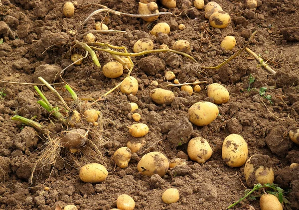 Świeże ziemniaki ekologiczne na polu — Zdjęcie stockowe