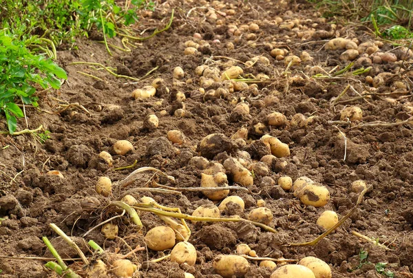 Tarlada patates hasadı
