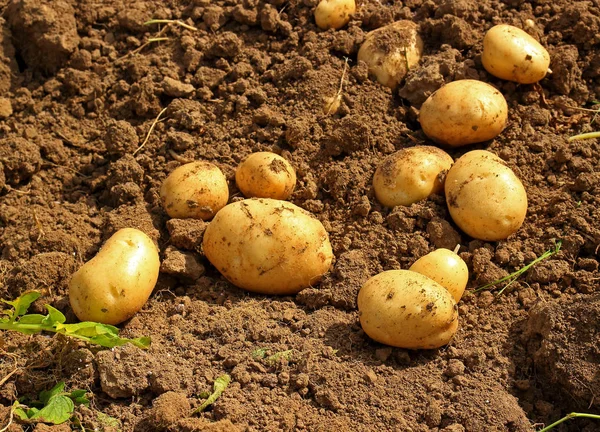 Harvesting potatoes on field