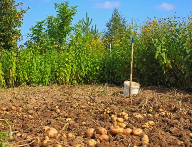 Rusya'da sonbahar hasadı patates