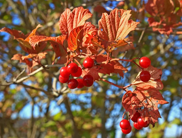 Des grappes de viorne rouge dans le jardin — Photo