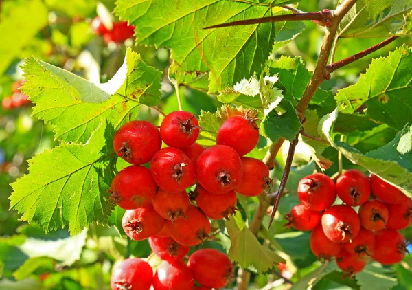 Espino maduro en otoño — Foto de Stock