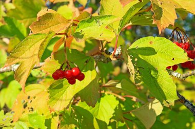 Bahçedeki kırmızı kartopu