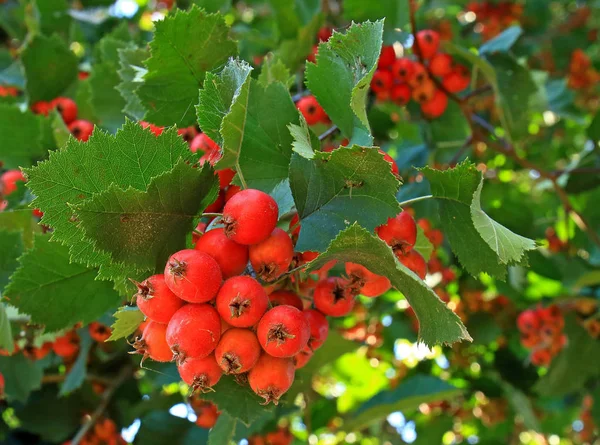 Czerwona Crataegus jednoszyjkowy jesienią — Zdjęcie stockowe