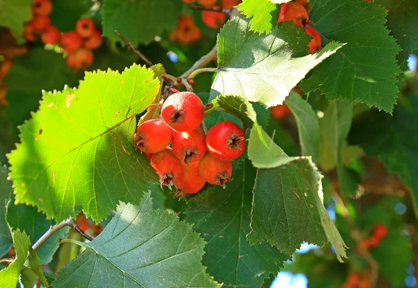 Sonbaharda kırmızı alıç — Stok fotoğraf