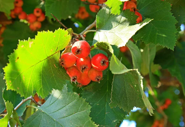 가을의 빨간 산사나무 — 스톡 사진