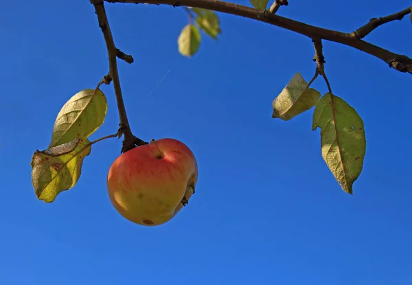 Dojrzałe jabłko na tle błękitnego nieba — Zdjęcie stockowe