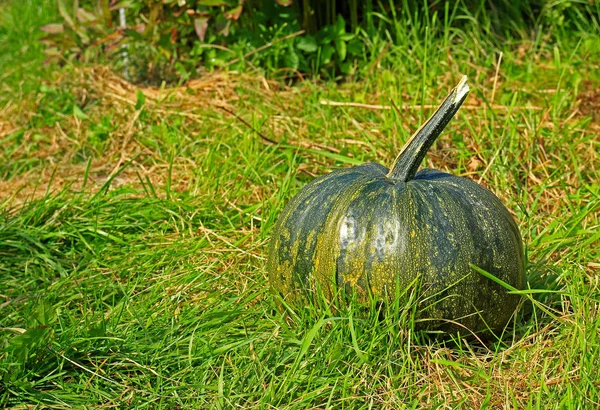 Abóbora escura na grama de outono — Fotografia de Stock