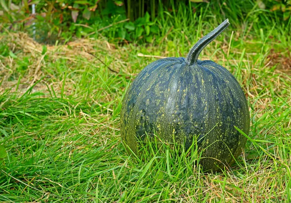 Abóbora de outono no gramado — Fotografia de Stock