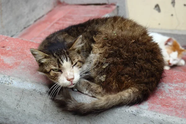 Chat Cynique Sceptique Après Rêve Regardant Caméra Dans Rue Istanbul — Photo