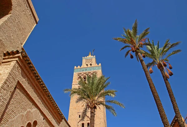 Oriental background for traveling around Morocco with a Koutoubia Mosque and Date palm trees against blue sky. Selective focus