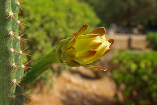 Flor Blanca Cactus Con Fondo Borroso —  Fotos de Stock