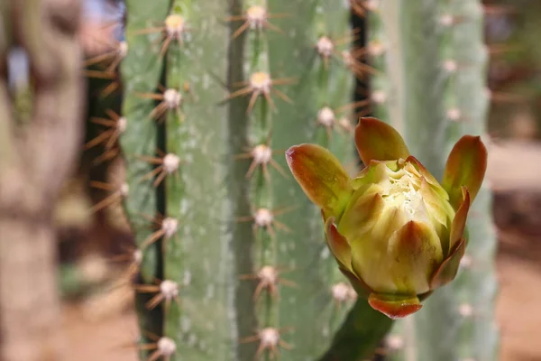 Gros Plan Délicat Bourgeon Blanc Sur Cactus Épineux Fond Flou — Photo