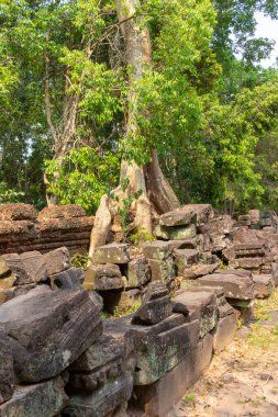 Angkor Wat kompleksi, Kamboçya 'daki ormandaki antik kalıntılar..