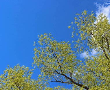 Bahar yeşillikleri. Baharın erken saatlerinde açık mavi gökyüzünün arka planında söğüt ağacının genç yaprakları.. 