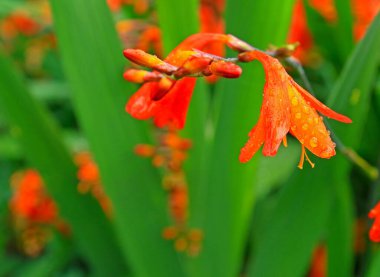 Montbretia ya da Crocosmia 'nın parlak turuncu çiçeklerine yakın plan fotokopi alanı ile bulanık doğal arkaplan