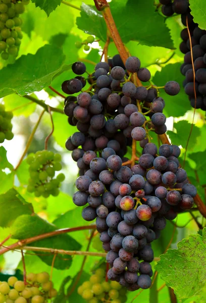 Bouquet Raisin Violet Immature Accroché Vigne Dans Jardin Été Concentration — Photo