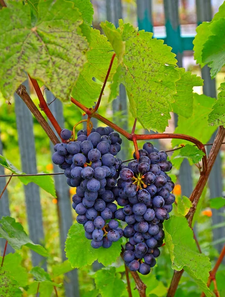 Bouquet Raisin Violet Immature Accroché Vigne Dans Jardin Automne Concentration — Photo