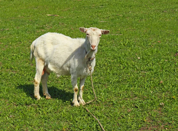 Cabra Branca Sem Chifres Prado Verde Verão Cabra Pasto Paisagem — Fotografia de Stock