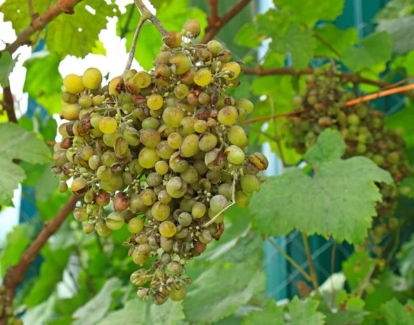 Large bunches of white grapes with rotten berries on the vine affected by fungal disease Powdery Mildew or Oidium or Uncinula necator. — Stock Image Large Bunches White Grapes Rotten Berries Vine Affected Fungal Disease Royalty Free Stock Photos