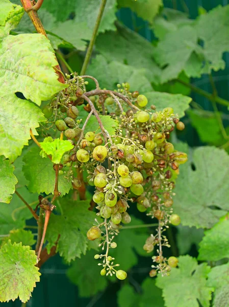 Fungal disease a Powdery mildew or Oidium or Uncinula necator on bunches of white grapes with rotten berries — Stock Image Fungal Disease Powdery Mildew Oidium Uncinula Necator Bunches White Grapes Royalty Free Stock Photos