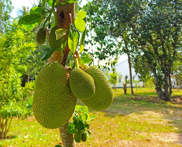 A tree branch full of jack fruits at tropical garden in Asia