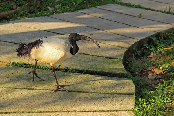 Африканские Священные Ибисы Threskiornis Aethiopicus Священная Птица Древнего Египта Белая — стоковое фото