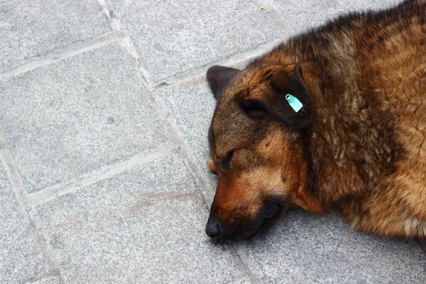 Homeless Dog Sleeping Sidewalk Ginger Dog Tagged Ear Copy Space — Stock Photo, Image