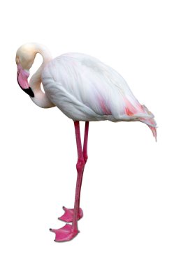 Beyaz arka planda izole edilmiş pembe flamingo portresi