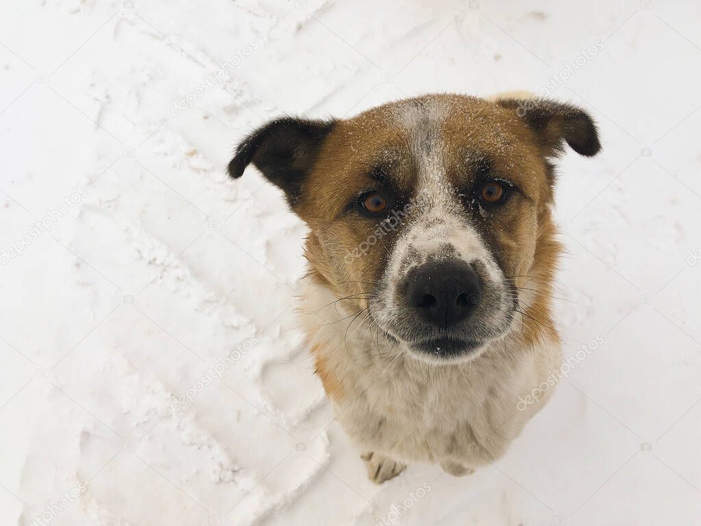 A cute dog is sitting in the cold snow and looking at the camera with clever look. Homeless hungry dog on the street in winter asking food