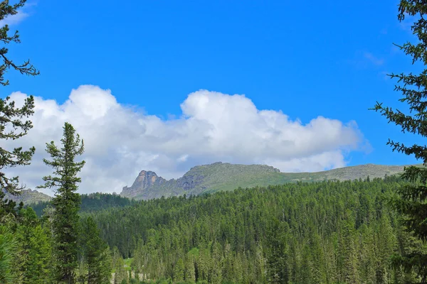 Summer View Mountain Pass Covered Conifer Forests Nature Park Ergaki — Stock Photo, Image