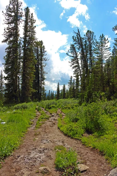 Dirty trail in the summer conifer forest. Nature park Ergaki, Russia, Siberia. Western Sayan mountains.. Summer landscape on a sunny day. Hiking and travel background. Tourism to inaccessible places