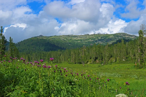 Summer Landscape Alpine Meadow Fresh Green Grass Purple Flowers Sunny — Stock Photo, Image