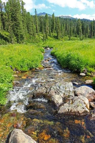 Summer Landscape Fast Stream Grass Mountain Valley Clear Water Creek — Stock Photo, Image