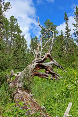 Yazlık Tayga 'da kozalaklı bir ormanda yeşil çimlerin üzerinde etkileyici bir kuru pürüz var. Driftwood korkunç bir canavara benziyor. Ölü bir ağacın gövdesi ve kökleri.